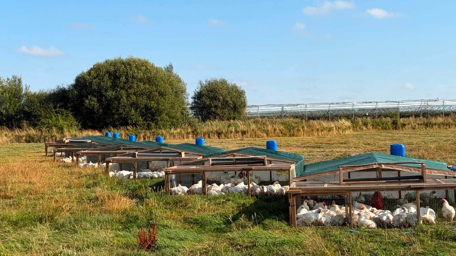 Berkshire Broilers pasture pens on the farm